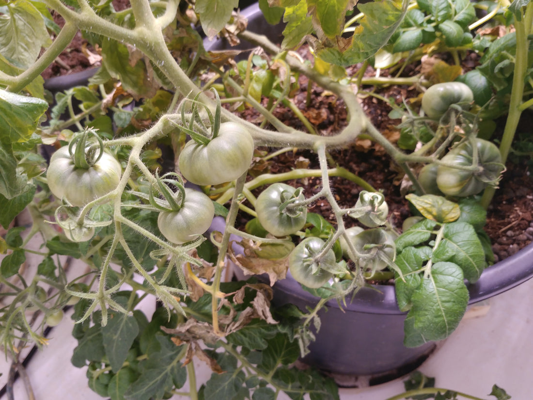 My winter indoor garden