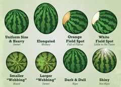 Pick The Perfect Watermelons This Summer