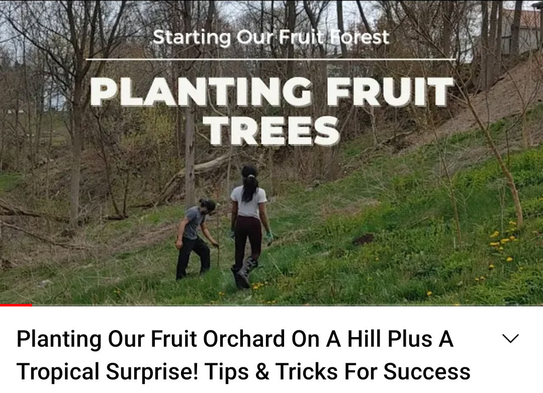 Growing Organic Food on A Small Farm