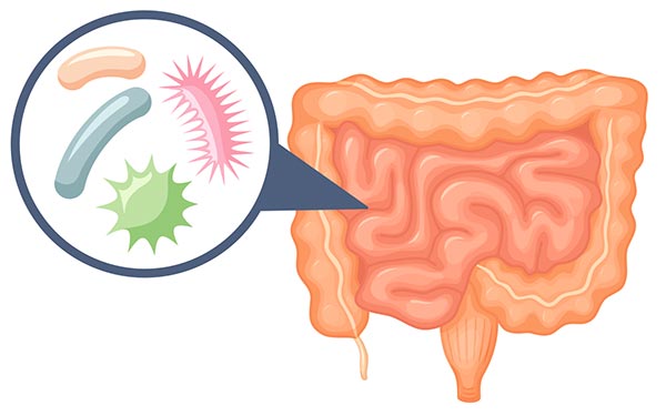 Probiotics (Your Friendly Gut Flora): The Bacteria for Good Health
